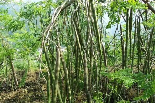 Cây mọc đầy ở Việt Nam hóa ra là 'báu vật' ở Ấn Độ, nhặt hạt đem bán cũng kiếm bộn tiền