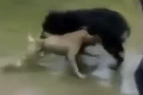 CLIP: Mãn nhãn trước màn tử chiến 'nảy lửa' giữa chó ngao Tây Tạng và pitbull