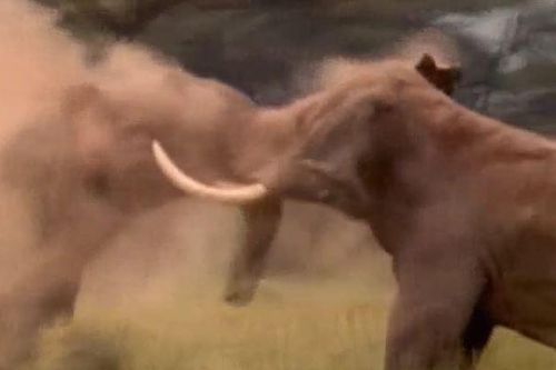 CLIP: Voi rừng đại chiến suốt nhiều giờ, 'lão tướng' bỏ chạy sau khi hứng chịu cú húc 'hiểm'