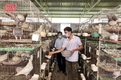 Khởi nghiệp thành công từ mô hình nuôi chim bồ câu Pháp