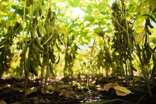 Luân canh đậu nành - Giải pháp '3 trong 1' cho sản xuất nông nghiệp bền vững