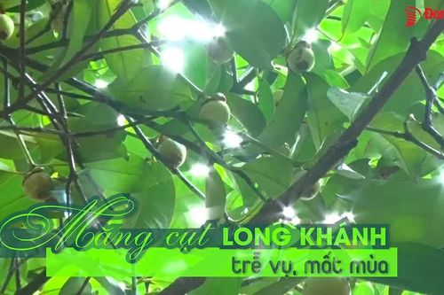 Măng cụt Long Khánh trễ vụ, mất mùa