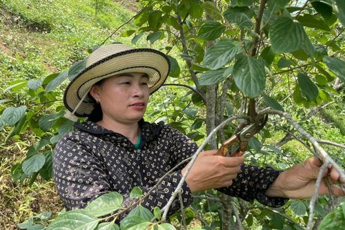 Văn Lãng: Chăm hồng vành khuyên vụ mới