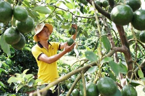 Thêm một vụ bơ mất mùa, mất giá