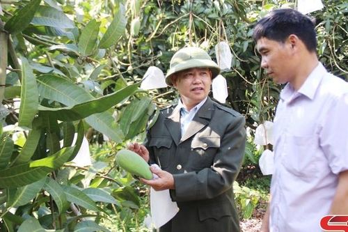 Cựu chiến binh giúp nhau làm kinh tế giỏi