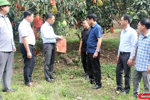 Đồng chí Chủ tịch UBND tỉnh kiểm tra việc thực hiện Đề án 666 tại Yên Châu