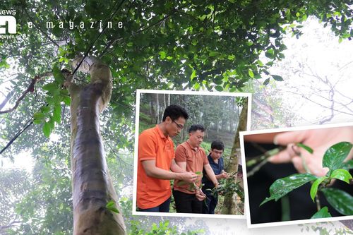 Giả thiết nào về lịch sử cây chè Thái Nguyên? - Kỳ 2: Chè cổ 'xuống núi'