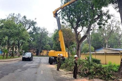 Hà Nội chấn chỉnh thời gian cắt tỉa cây xanh