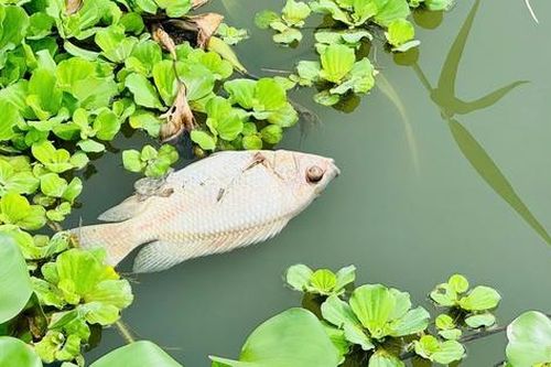 Cá chết bất thường nổi lềnh bềnh trên sông Bàu Giang