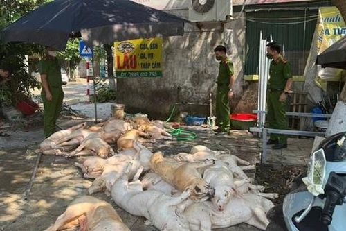 Vĩnh Phúc: Gần 1 tấn thịt lợn biểu hiện bị bệnh chuẩn bị được tẩm ướp để quay nướng