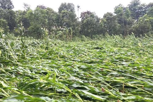 Hương Sơn (Hà Tĩnh): Gần 700ha hoa màu bị đổ gãy sau trận mưa lốc bất thường