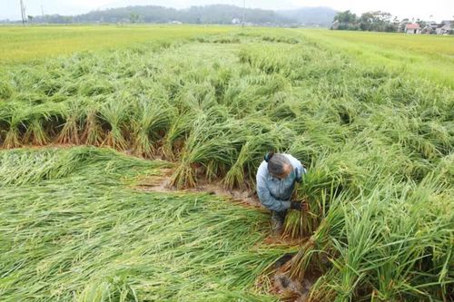 Khẩn trương khắc phục lúa xuân bị đổ ngã sau mưa lớn, gió lốc ở Hà Tĩnh