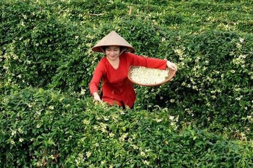 Gỡ 'điểm nghẽn' để phát triển kinh tế tập thể, HTX