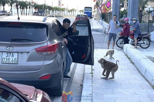 Xử lý tình trạng khỉ tiếp cận, tấn công người dân tại đền Bà Chúa, TP Hạ Long