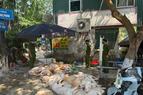 Rợn người với chục con lợn thịt vứt trên sàn nhà, ruồi bâu đầy sắp được đem quay