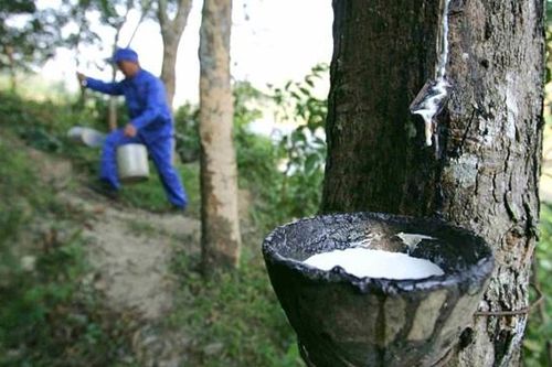 Cao su Đắk Lắk (DRG) dự kiến thoái toàn bộ 10% vốn điều lệ tại Công ty Cao su Thái Dương