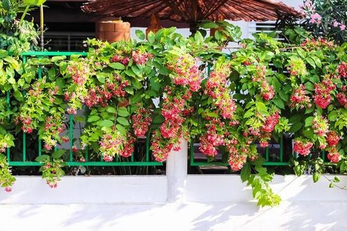 Top những cây leo ban công dễ trồng, giàn đẹp ấn tượng cho ngôi nhà