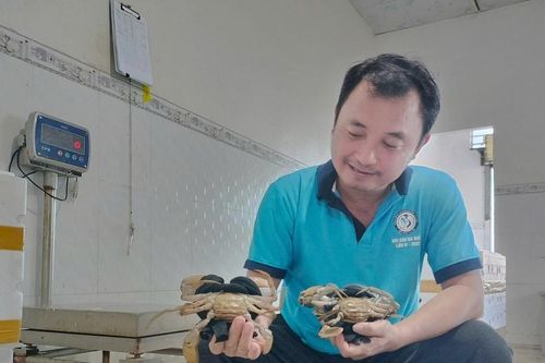 Nhiều kỷ lục chờ được xác lập tại Ngày hội cua Cà Mau lần 2