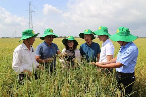 Bộ sản phẩm Phân bón 2Phong giúp nông dân tối ưu lợi nhuận và bảo vệ môi trường
