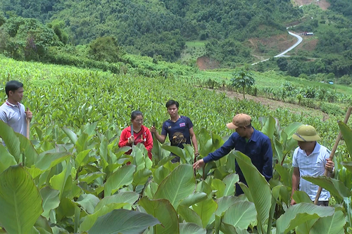 Dấu ấn kinh tế - quốc phòng nhìn từ Tổng công ty Hợp tác kinh tế - Bài 2: Giúp bạn là tự giúp mình (Tiếp theo và hết)