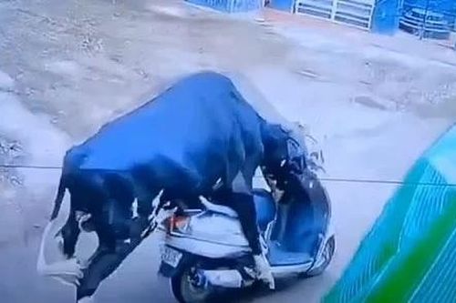 Video bò bất ngờ cưỡi xe tay ga như dân chơi giữa phố