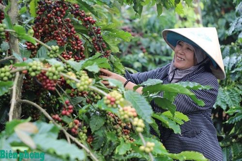 Tôn vinh giá trị cây cà phê Tây Nguyên