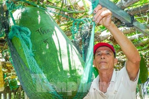 Độc lạ Bình Định: Làng trồng bí đao 'khổng lồ', có quả nặng hơn nửa tạ