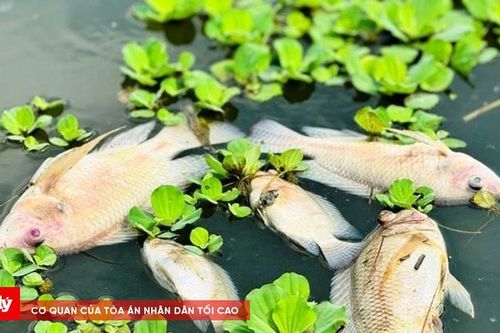 Người dân lo lắng khi cá trên sông Bàu Giang chết hàng loạt
