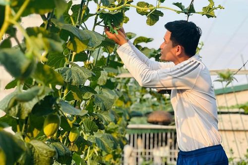 Ông bố 29 tuổi ở Hà Nội làm vườn trồng rau, nuôi cá rộng 200m2 trên sân thượng