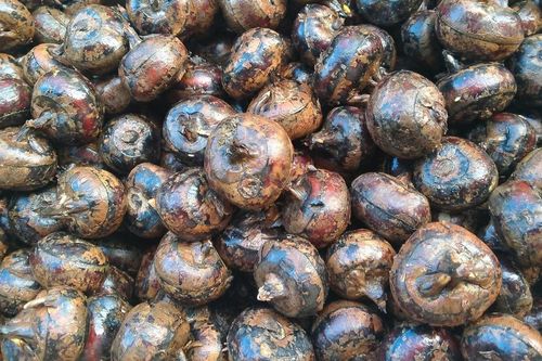 Đặc sản 'dưới lòng đất' có từ Nam ra Bắc, ăn giòn mát, nấu canh càng ngọt thơm