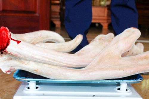 Cặp nhung hươu nặng 2,76kg ở Nghệ An được bán với giá hơn 40 triệu đồng