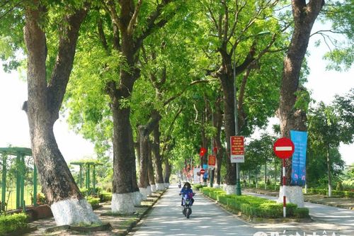 Những con đường xanh mát bóng cây ở Kim Liên