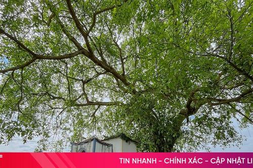 Cây đa 300 tuổi - nơi ẩn chứa nhiều câu chuyện thú vị