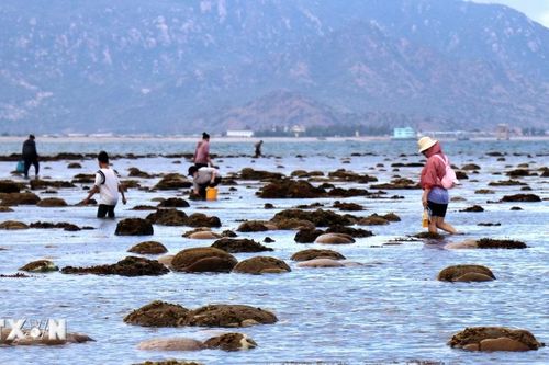Chiêm ngưỡng vẻ đẹp kỳ thú của rạn san hô vùng biển Đông Hải của Ninh Thuận