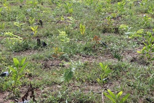 Xuất hiện tình trạng trồng cây chờ đền bù dự án cao tốc Quảng Ngãi-Kon Tum