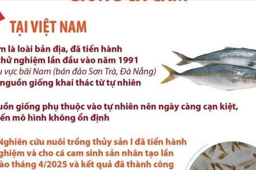 Việt Nam là nước đầu tiên trên thế giới sinh sản thành công giống cá cam