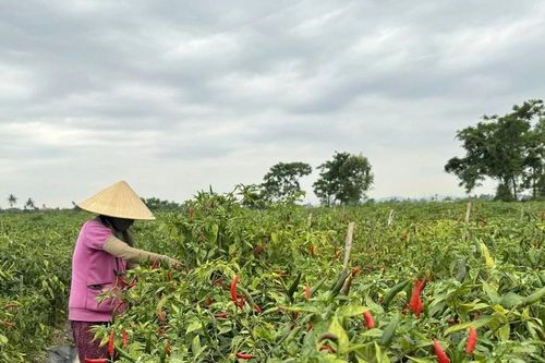 Tập đoàn CJ mở rộng vùng nguyên liệu ớt tại Ninh Thuận