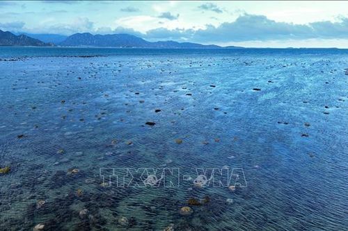 Ninh Thuận: Vẻ đẹp kỳ thú của rạn san hô vùng biển Đông Hải