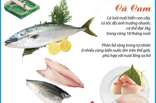 Việt Nam là nước đầu tiên nghiên cứu, sinh sản thành công giống cá cam