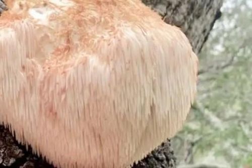 Vài triệu 1kg 'thực phẩm của hoàng đế', ở Việt Nam cũng nuôi trồng được
