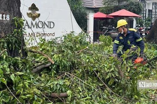 Tp.HCM: Cắt tỉa cây xanh, giải quyết điểm ngập, đảm bảo an toàn cho người dân