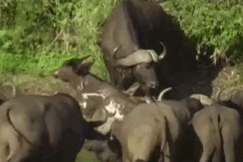 CLIP: Bị cá sấu cắn gãy chân khi đang uống nước, trâu rừng con vẫn có màn thoát chết khó tin