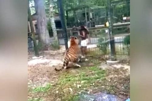 CLIP: Liều lĩnh vượt rào tiếp cận hổ dữ, cô gái suýt mất bàn tay
