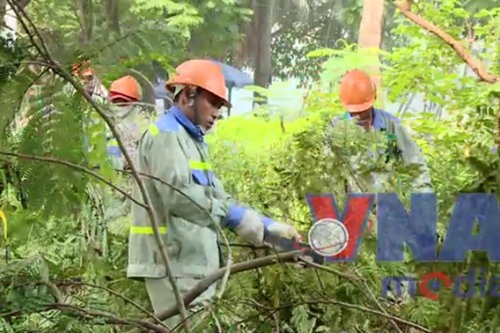 Hà Nội chấn chỉnh thời gian cắt tỉa cây xanh