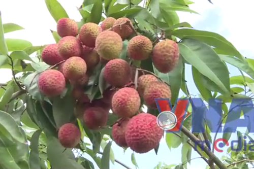 Thu quả ngọt nhờ kiên trì 'vạch đá trồng cây'