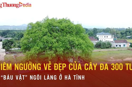Chiêm ngưỡng vẻ đẹp của cây đa 300 tuổi, 'báu vật' của ngôi làng ở Hà Tĩnh