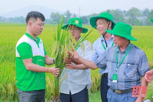 Giống lúa lai 3 dòng chất lượng cao ADI số 9 đạt năng suất 85 tạ/ha