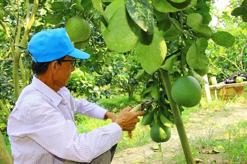 Giá bưởi da xanh giảm