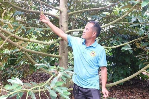 Nguy cơ mất mùa sầu riêng