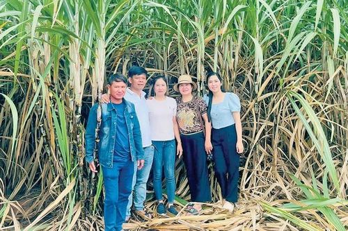 Những tỷ phú mía ở Pờ Tó